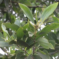 Acacia mangium Willd.